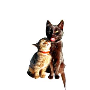 Related cat image: Two Cats Basking In Sunlight Amidst Green Leaves, Showing Affection. 15176